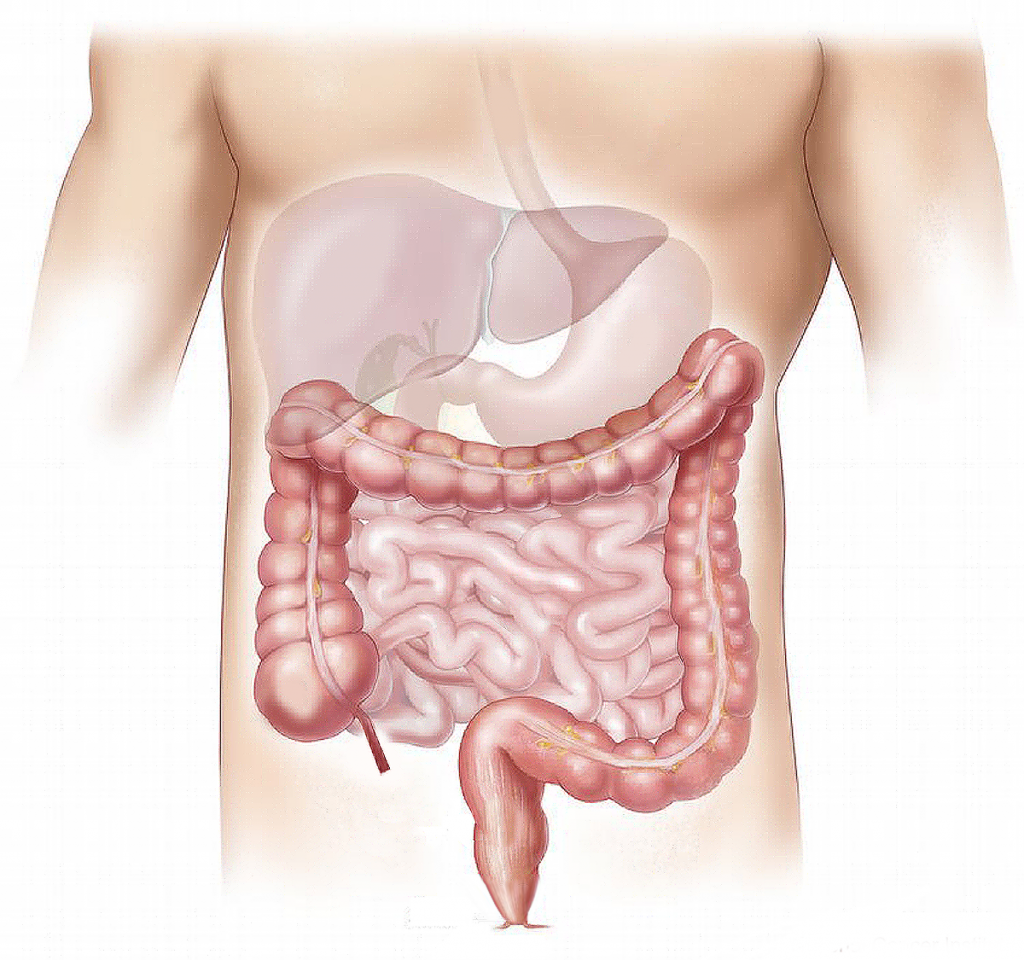 Darmgesundheit Darm Bild